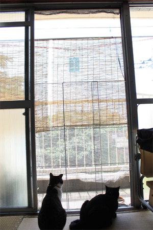 網戸レールのない窓に網戸と猫脱走防止柵を取り付ける